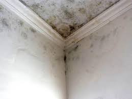 Professional Mold Inspection in Livingston, TX